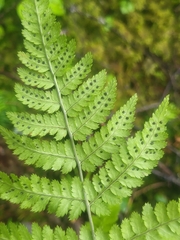 Dryopteris campyloptera, photograph author not stated, no rights reserved