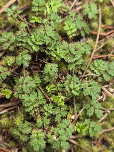 Acaena anserinifolia, photograph 4