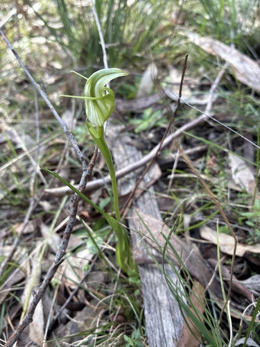 Australian mountain greenhood