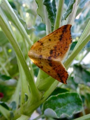 Neoterpes edwardsata