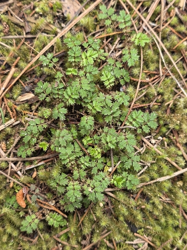 Acaena anserinifolia, photograph 5
