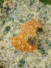 Aulorhynchus flavidus