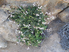 Pelargonium echinatum