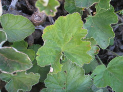 Pelargonium echinatum
