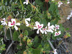 Pelargonium echinatum