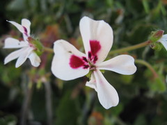 Pelargonium echinatum