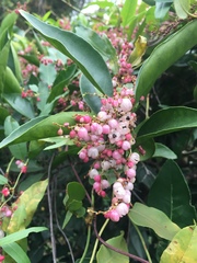 Muehlenbeckia sagittifolia