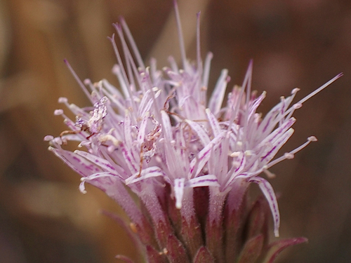 Monardella linoides observed 2026-08-25