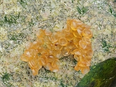 Aulorhynchus flavidus