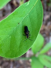 Leptoceletes basalis