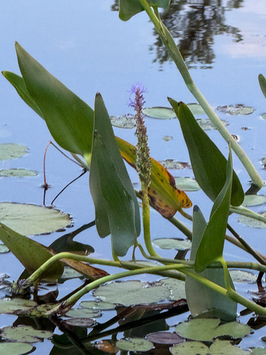 pickerelweed