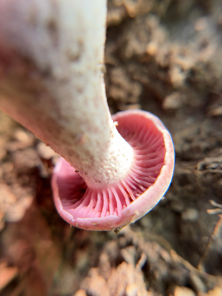 Purple-and-White Deceiver · August 2026 · photo: Photo: (c) Kevin, some rights reserved (CC BY) · iNaturalist