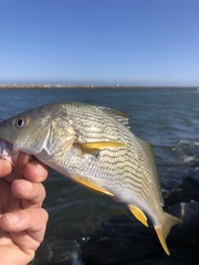 Umbrina roncador