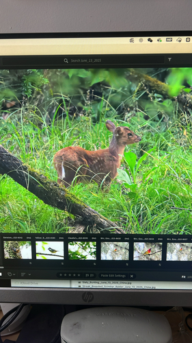 Reeves's Muntjac