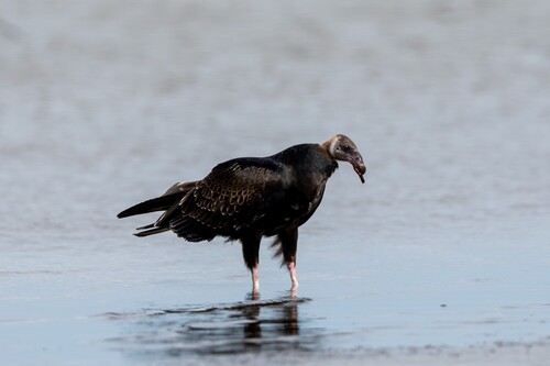Turkey Vulture