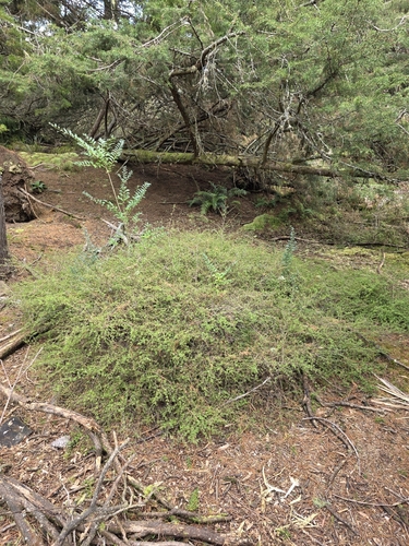 Kunzea tenuicaulis, photograph 4