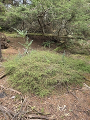 Kunzea tenuicaulis, photograph author not stated, no rights reserved