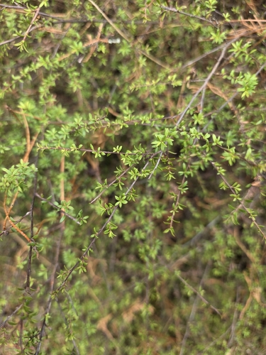 Kunzea tenuicaulis, photograph 5