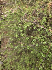 Kunzea tenuicaulis, photograph author not stated, no rights reserved