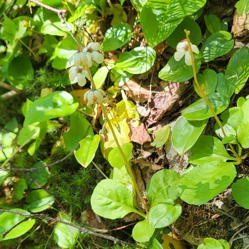 shinleaf