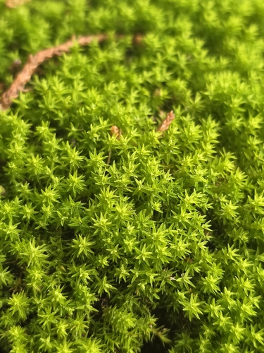 Chrysoblastella chilensis observed 2026-08-27