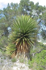 Yucca carnerosana