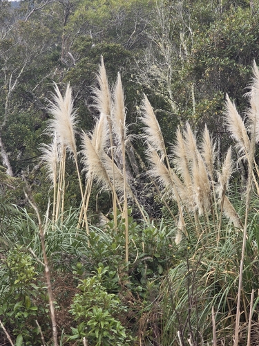 Cortaderia jubata, photograph 4