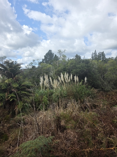 Cortaderia jubata, photograph 5