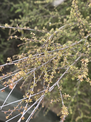 Kunzea tenuicaulis, photograph 2