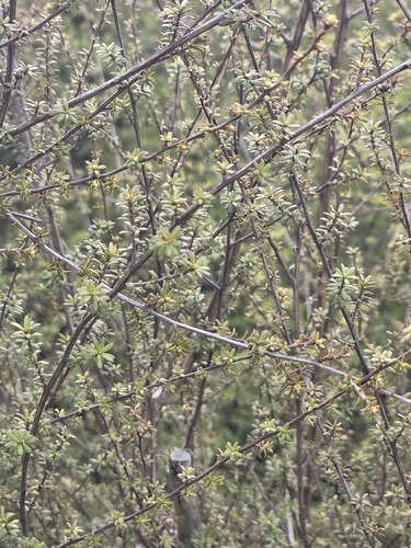 Kunzea tenuicaulis, photograph 3
