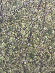 Kunzea tenuicaulis, photograph author not stated, no rights reserved