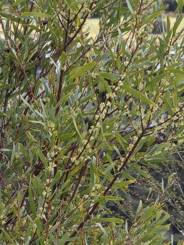 Hakea salicifolia, photograph 6