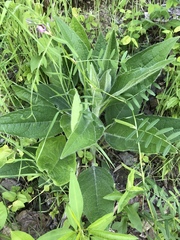Silphium mohrii