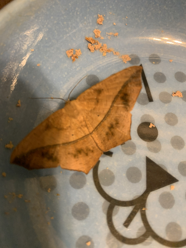 Large Maple Spanworm Moth
