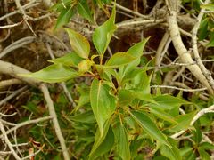Populus × acuminata
