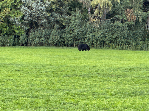 Black Bear sighting near Whistler