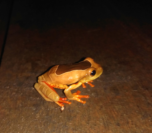 Golden-Eyed Tree Frog, Trachycephalus coriaceus