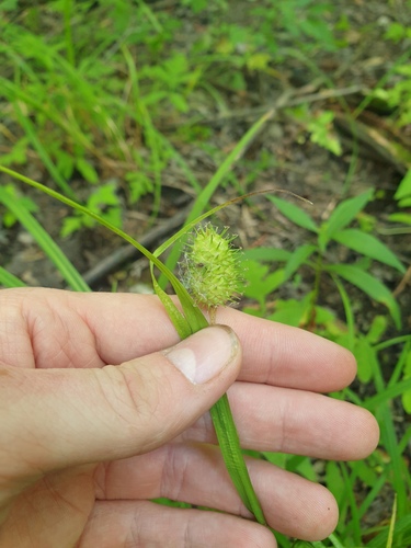 Carex typhina, photograph 3