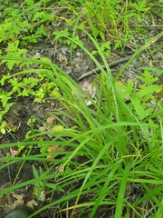 Carex typhina, photograph author not stated, no rights reserved