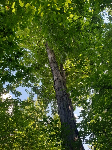 Carya ovata, photograph 6