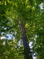 Carya ovata, photograph author not stated, no rights reserved