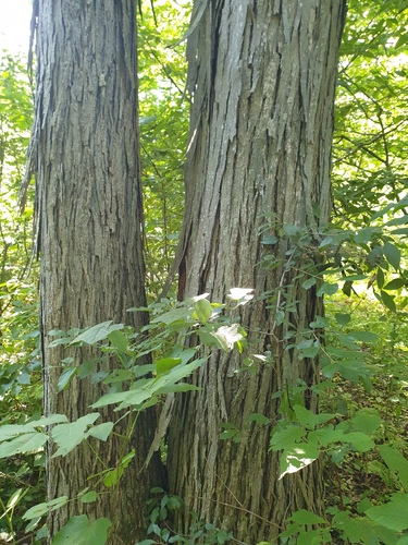Carya ovata, photograph 5