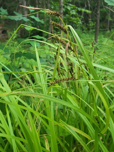 Carex scabrata