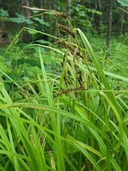 Carex scabrata