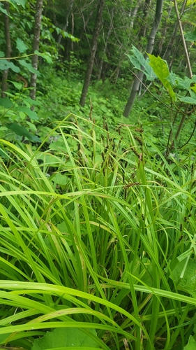 Carex scabrata, photograph 2