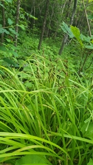 author not stated, no rights reserved Carex scabrata, photograph author not stated, no rights reserved