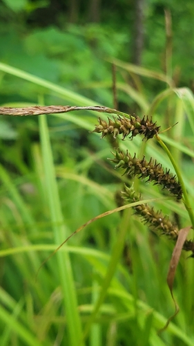 Carex scabrata, photograph 3