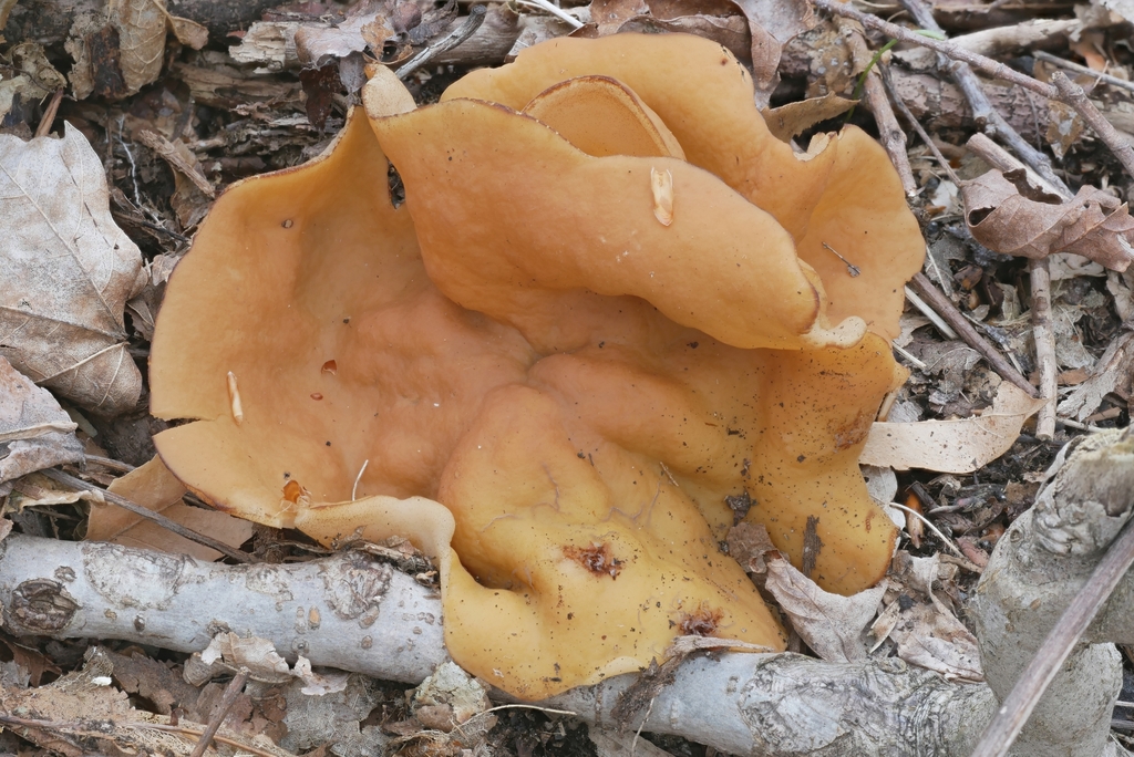 Piscidiscina