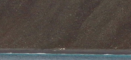 Black Bear sighting near Baffin