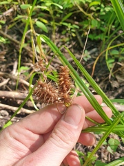 Carex retrorsa, photograph author not stated, no rights reserved